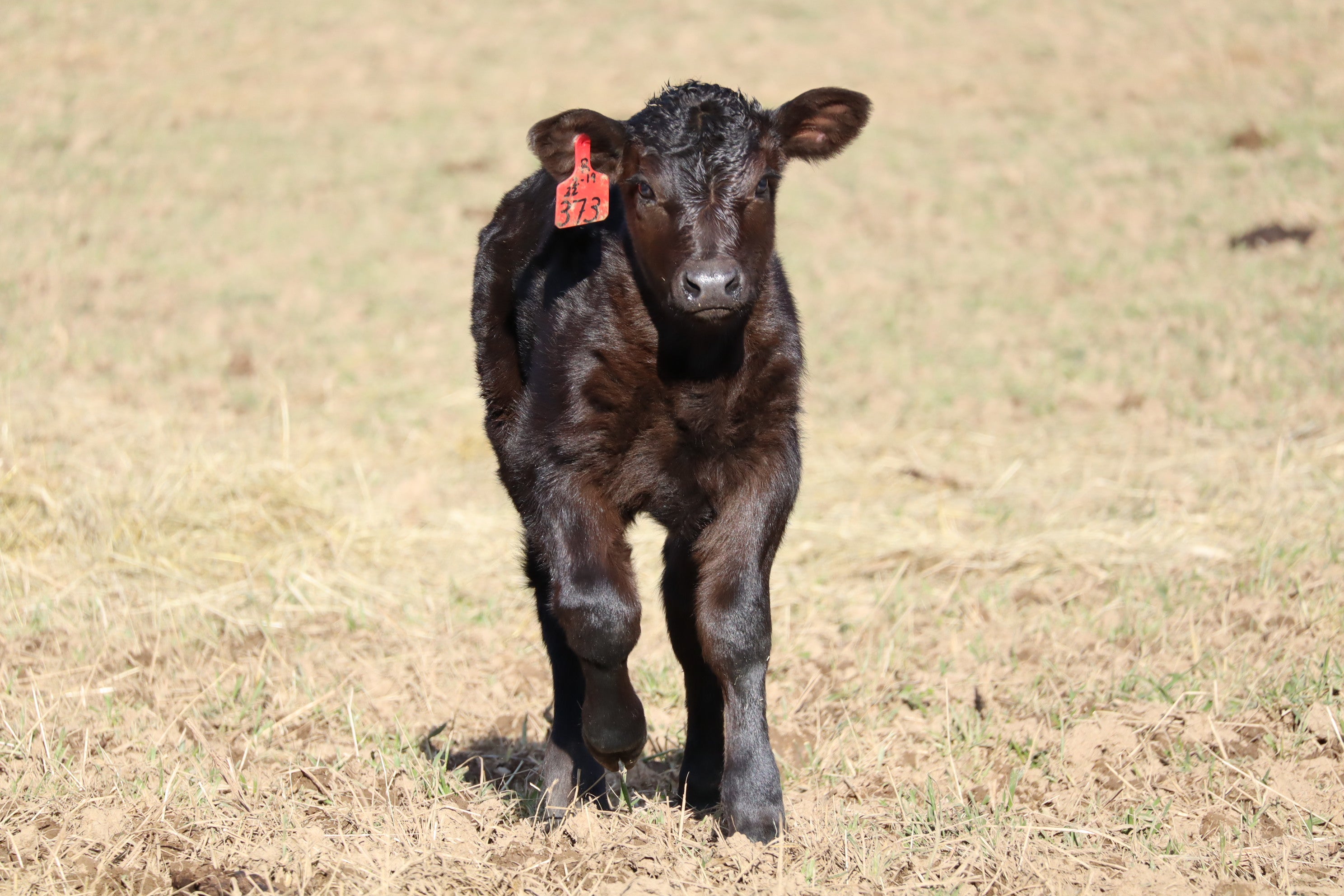 Black calf with a red ear tag standing on a grassy field